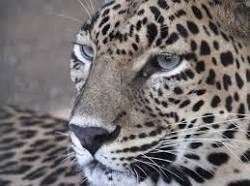 leopard