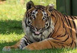 tiger